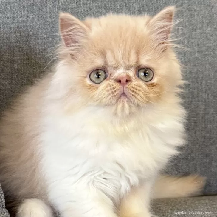 ID：2505-01059の子猫