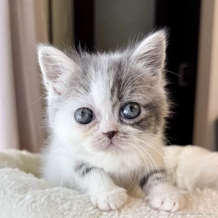 ID：2505-01430の子猫