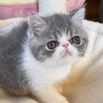 エキゾチックショートヘア【兵庫県・男の子・2025年12月15日・ブルータビー&ホワイト】の写真「しっかりボディの可愛い超甘えん坊😍🩷」