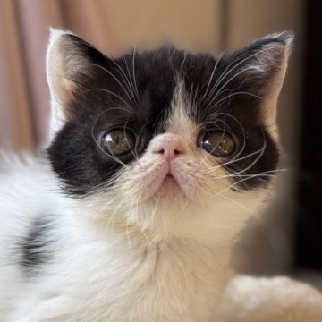 エキゾチックショートヘア【兵庫県・女の子・2025年10月28日・ブラック&ホワイト】の写真「とっても可愛い超甘えん坊ちゃん😍🩷」