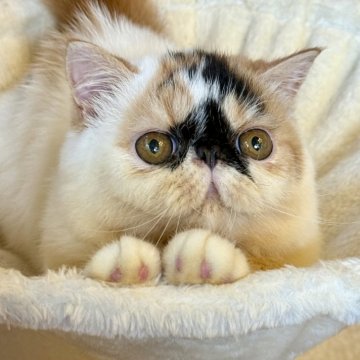 エキゾチックショートヘア【兵庫県・女の子・2025年4月19日・キャリコ】の写真「可愛い甘えん坊ちゃん😍❤️」