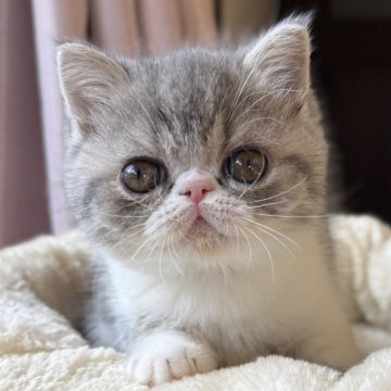 エキゾチックショートヘア【兵庫県・女の子・2025年10月28日・ブルータビー&ホワイト】の写真「パパにそっくり可愛い超甘えん坊ちゃん😍🩷」