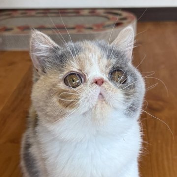 エキゾチックショートヘア【兵庫県・女の子・2024年12月18日・ダイリュートキャリコ】の写真「可愛い甘えん坊ちゃん😍❤️」