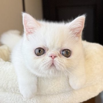 エキゾチックショートヘア【兵庫県・女の子・2025年9月8日・ホワイト】の写真「クリクリおめめの可愛い甘えん坊ちゃん😍🩷」