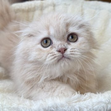 フォールデックス【兵庫県・女の子・2025年3月17日・クリームタビー】の写真「耳折れフワフワロングの可愛い甘えん坊ちゃん😍💕」