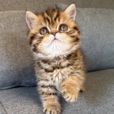 エキゾチックショートヘア
