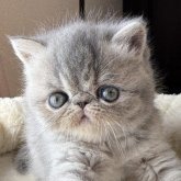 エキゾチックショートヘア