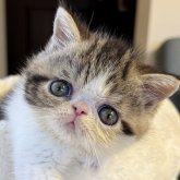 エキゾチックショートヘア