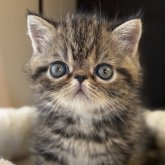 エキゾチックショートヘア