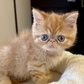 エキゾチックショートヘア