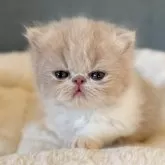 エキゾチックショートヘア