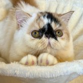 エキゾチックショートヘア