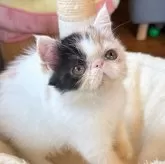 エキゾチックショートヘア