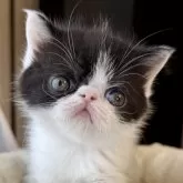 エキゾチックショートヘア