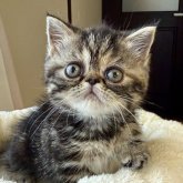 エキゾチックショートヘア