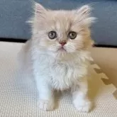 フォールデックス