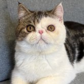 エキゾチックショートヘア