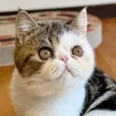 エキゾチックショートヘア