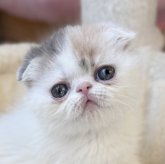 フォールデックス