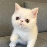 エキゾチックショートヘア