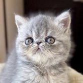 エキゾチックショートヘア