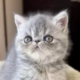 エキゾチックショートヘア