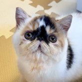 エキゾチックショートヘア