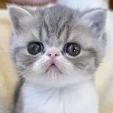 エキゾチックショートヘア