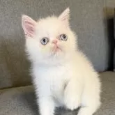 エキゾチックショートヘア