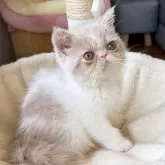 エキゾチックショートヘア