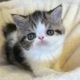 エキゾチックショートヘア