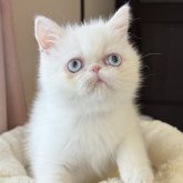 エキゾチックショートヘア