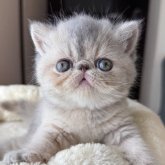 エキゾチックショートヘア