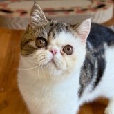 エキゾチックショートヘア