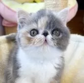 エキゾチックショートヘア