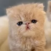 エキゾチックショートヘア