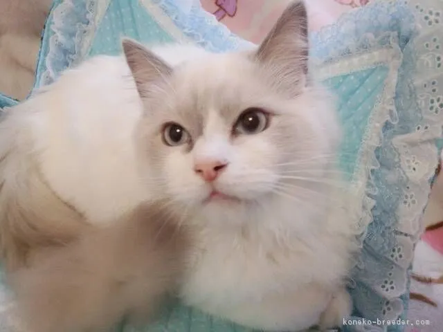 ID:1812-00155の子猫