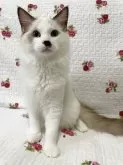 ラグドール【千葉県・男の子・2024年12月5日・シールポイントバイカラー】の写真5