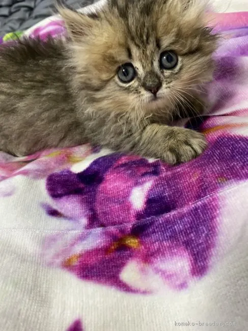 ID：2010-00664の子猫