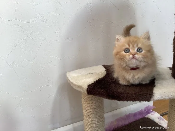 ID：2004-01216の子猫