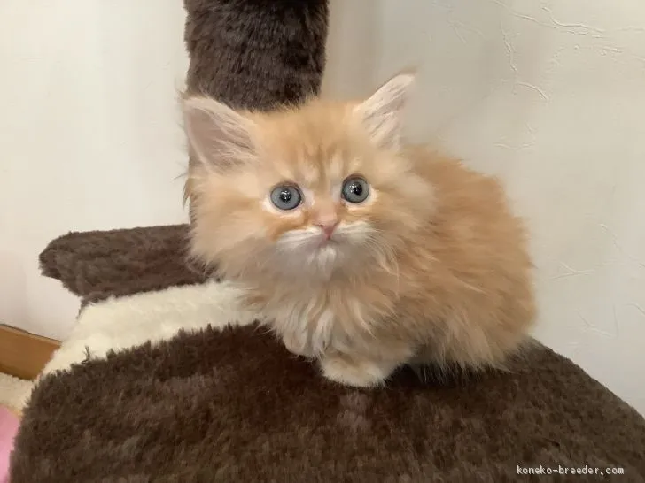 あすまおママ 様のお迎えした子猫