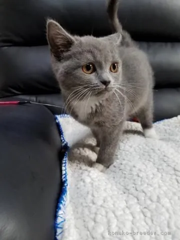 グリ 様のお迎えした子猫