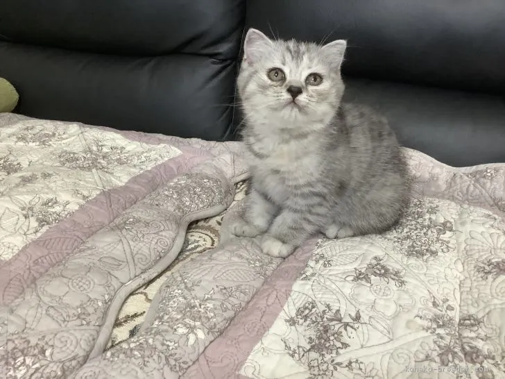 YS 様のお迎えした子猫