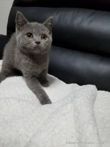 ミント 様のお迎えした子猫