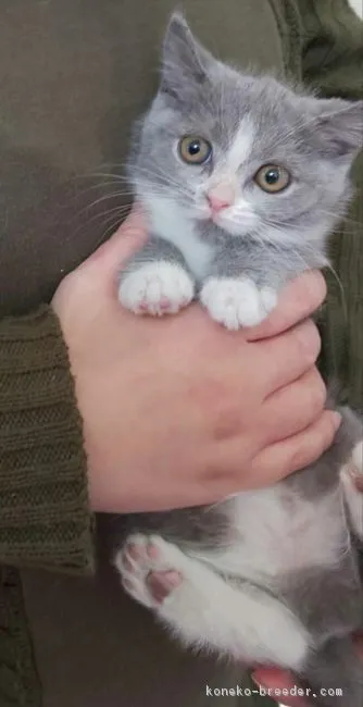 ID:1901-01099の子猫