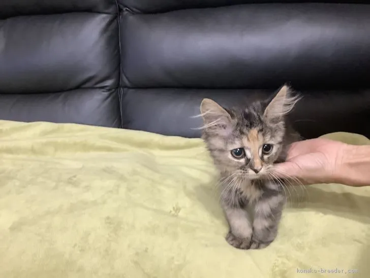 ID：2010-01203の子猫