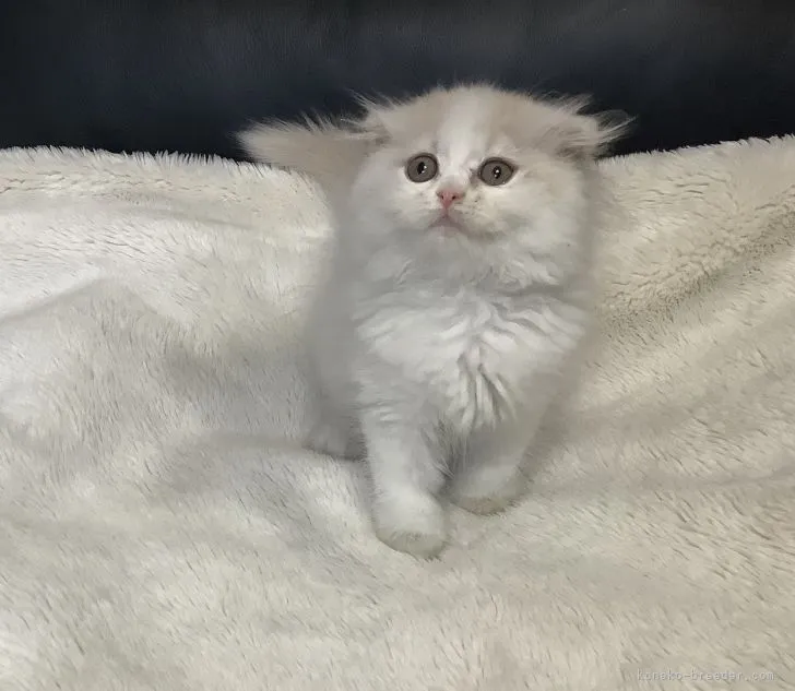 ID：2104-00819の子猫