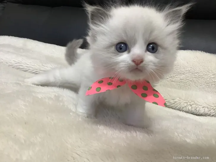 キャラメル 様のお迎えした子猫