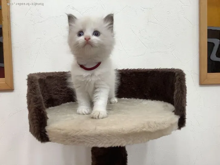 ID:2009-01540の子猫