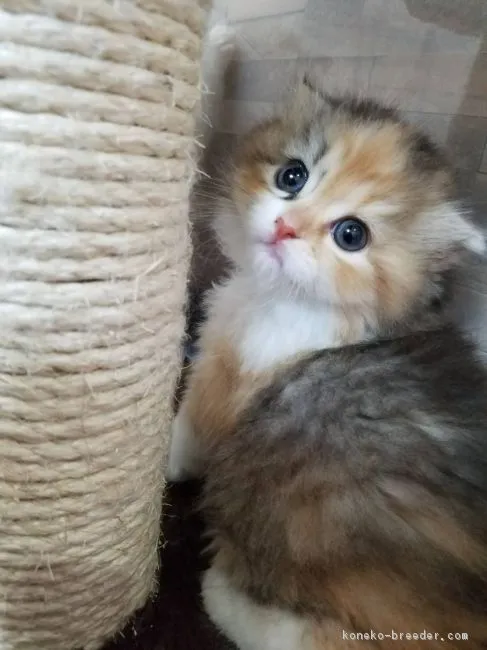 ID：1805-00024の子猫